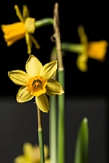 Flowers-Daffodil, Flower, macro